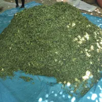 فروش نعناع