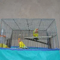 طوطی کوتوله