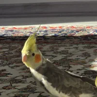 عروس هلندی گمشده