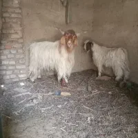 تکشاد