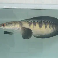 ماهی چانا رد مارو