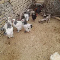 خروس برهما  فروش فوری