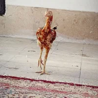 لاری|حیوانات مزرعه|مشهد, ثامن|دیوار