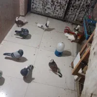 سلام ۵جفت کفتردرست حسابی پرشتی