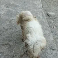 فروش سگ فوری
