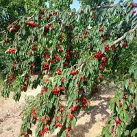 باغچه ۲۶۲ متری کرمجگان