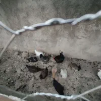 حراج مرغ محلی تخم گذار