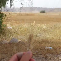 گندم مخصوص گاو و گوسفند