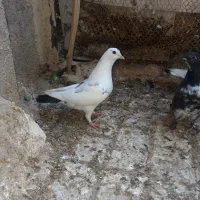 کبوتر|پرنده|قوچان, |دیوار