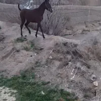 اسب مادیان کُره