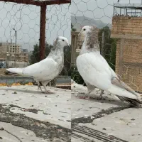 کفتر بهبونی