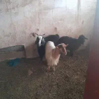 بزغاله فروشی