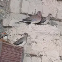شاطو رام و خانگی