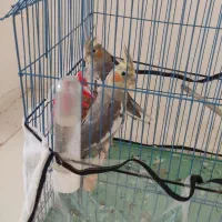 عروس هلندی