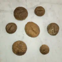 فسیل،موجودات دریایی