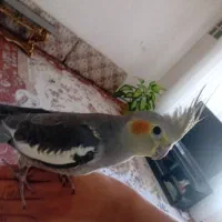 عروس هلندی