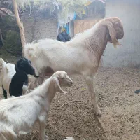 بز نر