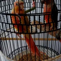 پرنده گرینچیک ردچیک جفت نر ماده