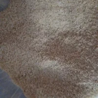برنج چمپای کلات
