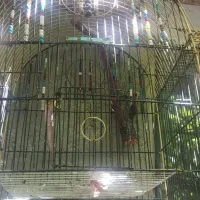 سه عدد قفس پرنده