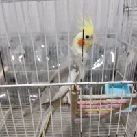 فروش عروس هلندی ماده