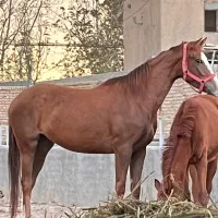 مادیان چهارساله