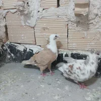 یک کفتر کلاغ زرد نر پرخال سیاه