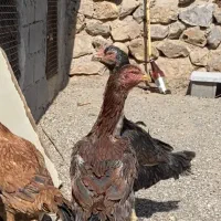 مرغ لاری