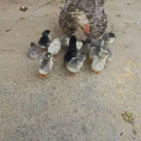 جوجه گلین طوسی فقط جوجه ۱۰روزه