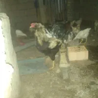 خروس گلین اصل