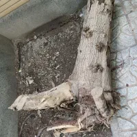 تنه ی درخت توت80کیلو
