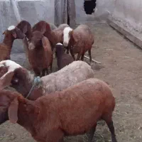 ۷عددگوسفند