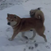 آکیتا وارداتی بی نظیر