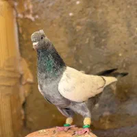سینه سبز