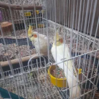 طوطی