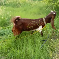 بز پاکستانی