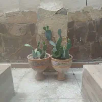 دو عدد گلدان کاکتوس