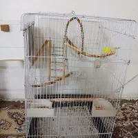 قفس کاسکویی وکلبه ای