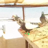 ۲۰ تا دورگ آلمانی ساده