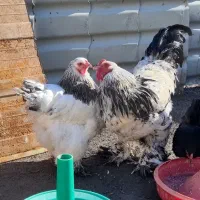 مرع و خروس برهما