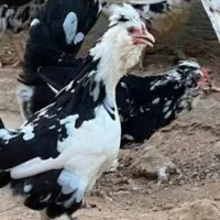 تخم مرغ گلین لری اصل نطفه دار