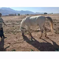 اسب|اسب و تجهیزات اسب‌سواری|اقلید, |دیوار