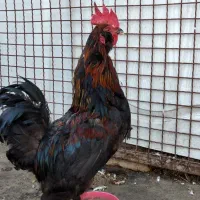 خروس ارکانا اصیل