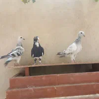 ۳ نر جوان ورشور
