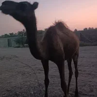شتر نر ۲سال