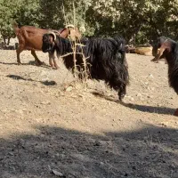 فروش بز وبزغاله