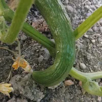 خیار شور موجوده