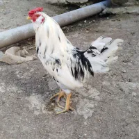 گلین