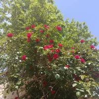 خانه گلنار ۳