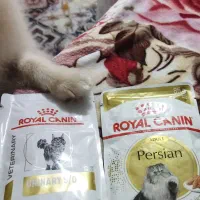 پوچ رویال کنین پنجا عدد باهم